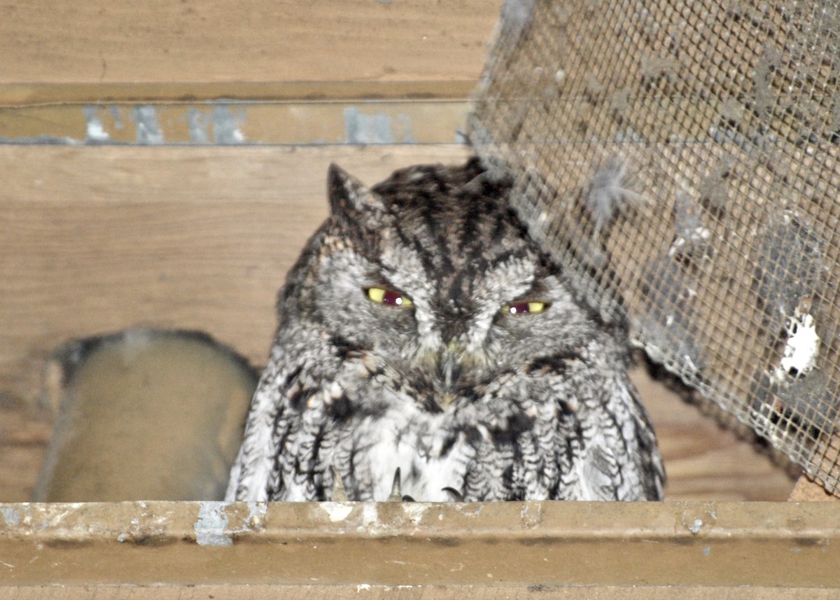 Western Screech-Owl - ML151779861