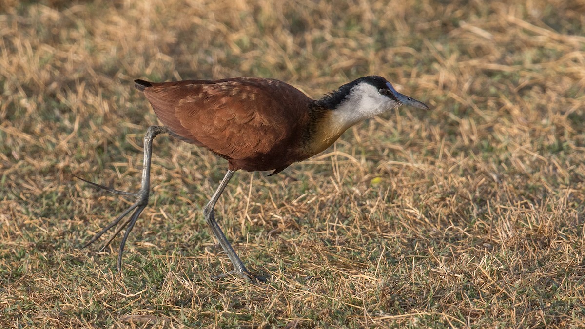 African Jacana - ML151780461