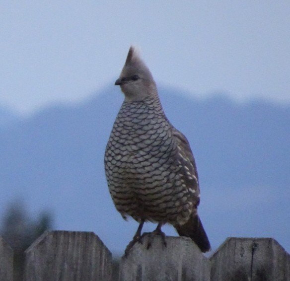 Scaled Quail - ML151780531