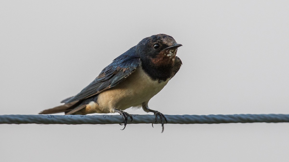 Barn Swallow - ML151780611