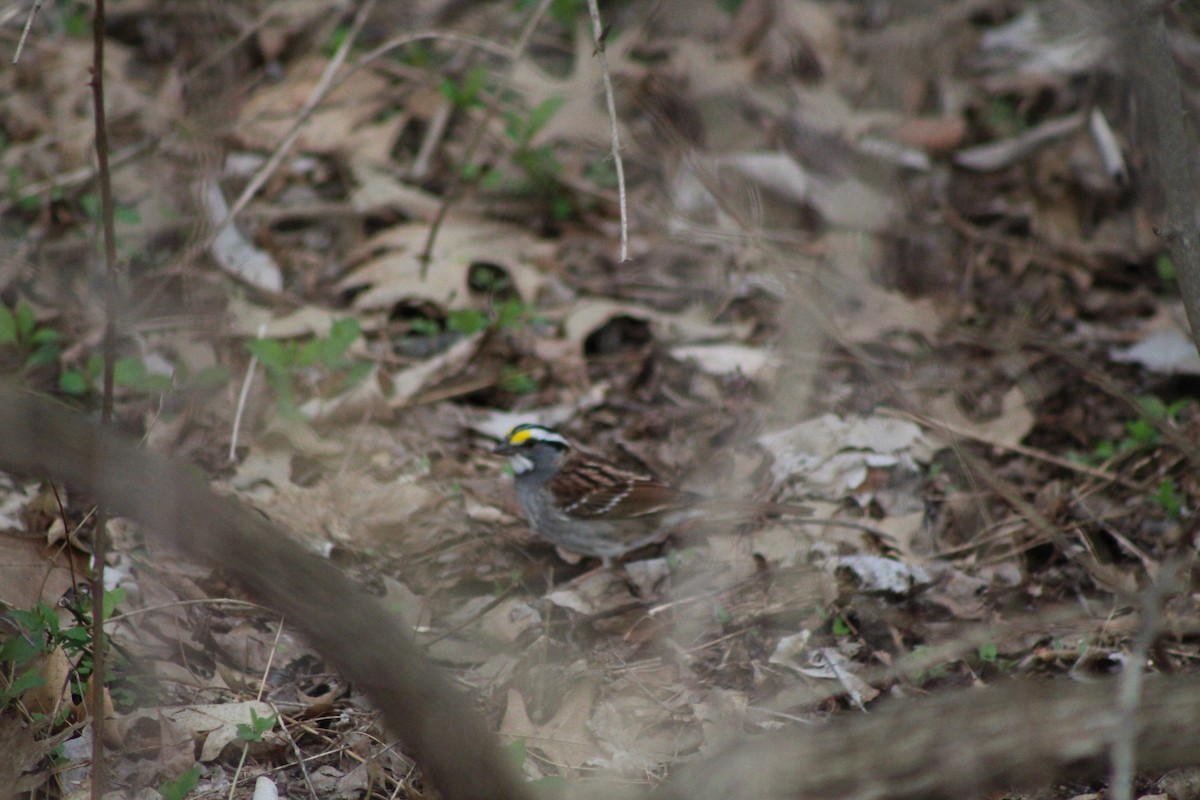 White-throated Sparrow - ML151780761