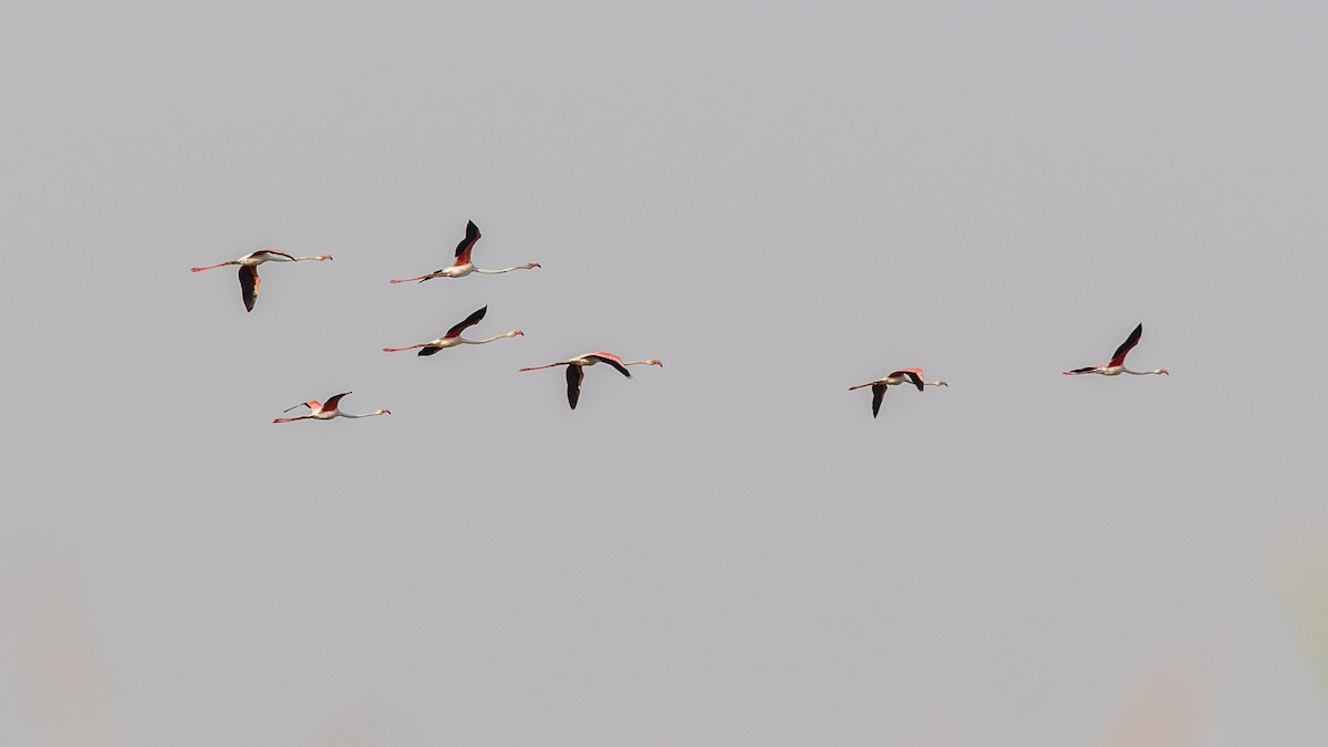 Greater Flamingo - ML151780971