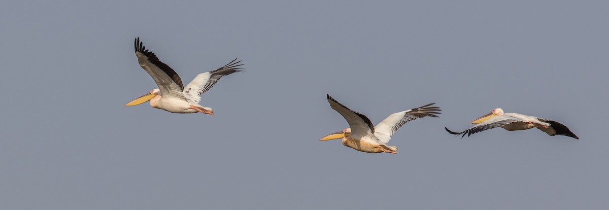 Great White Pelican - ML151781011