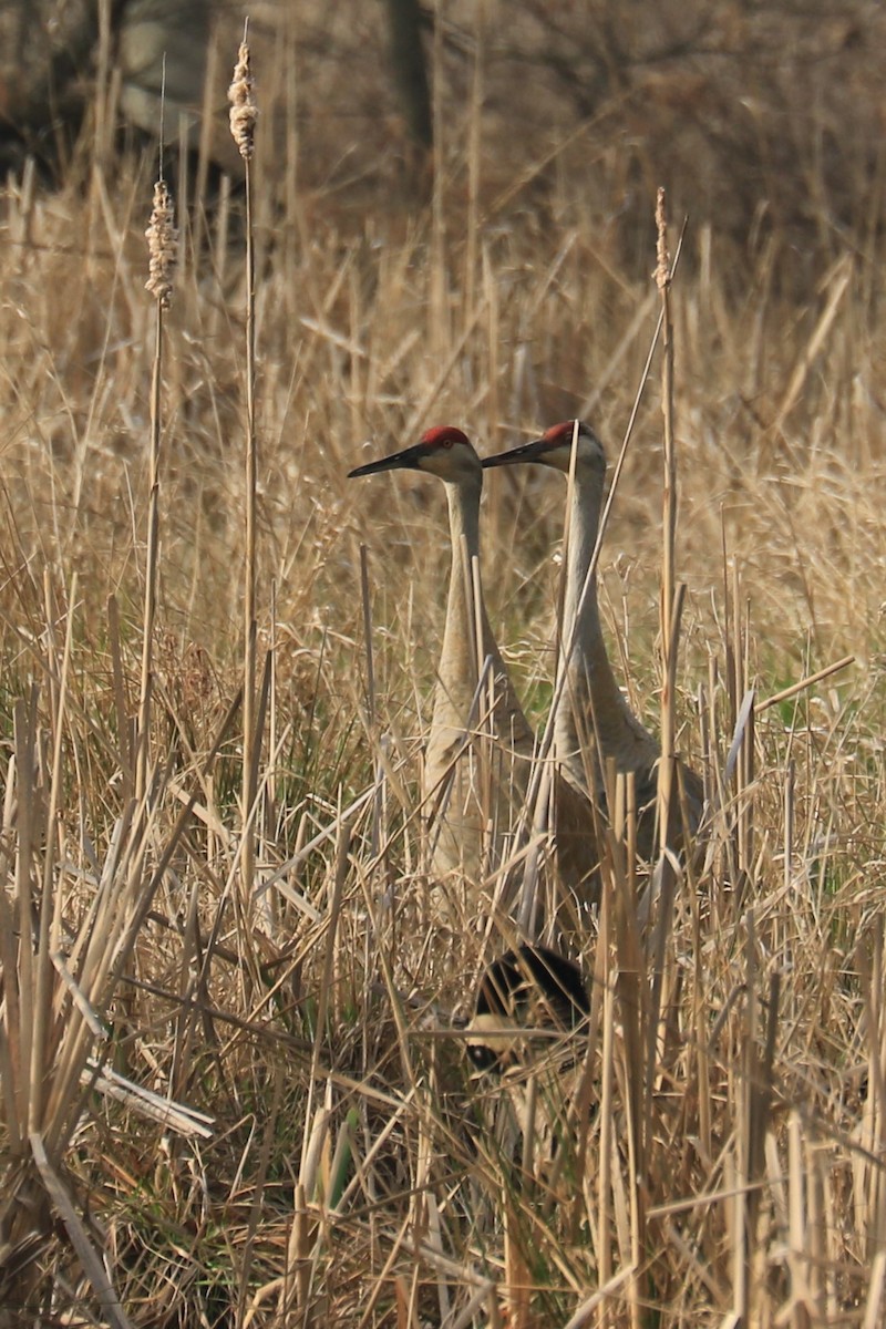 Sandhill Crane - ML151781081