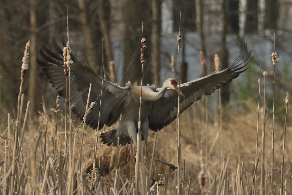 Sandhill Crane - ML151781111