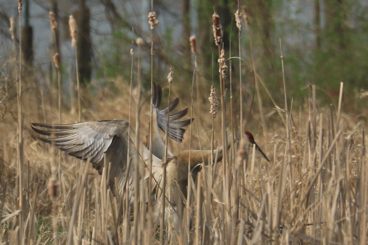 Grulla Canadiense - ML151781121