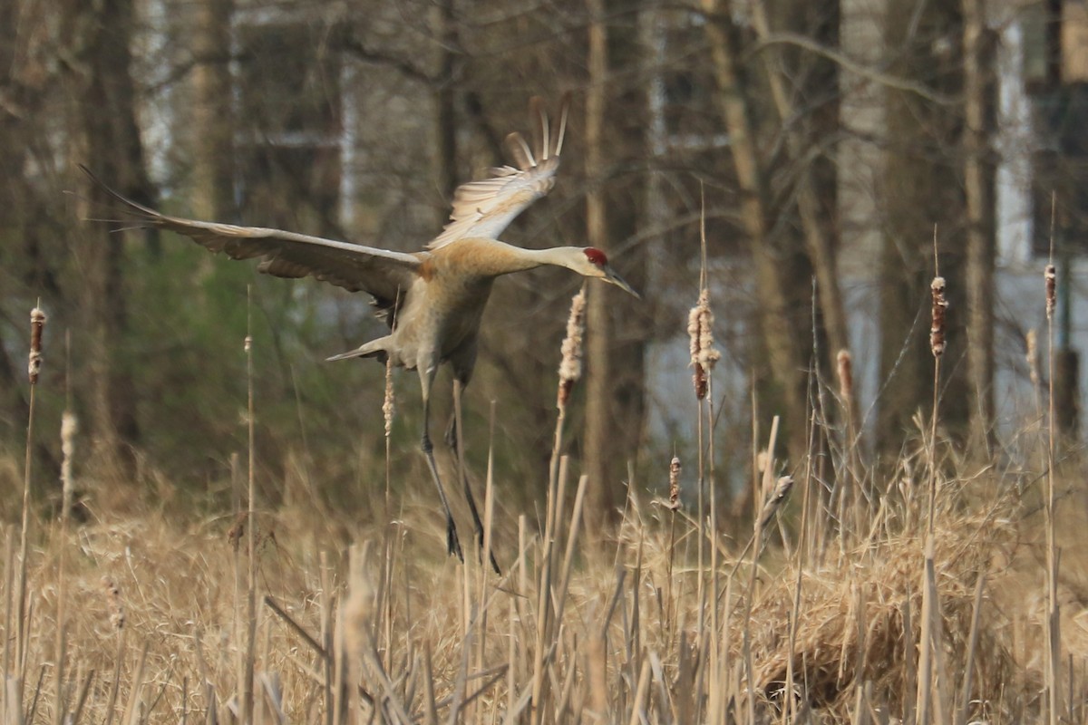 Sandhill Crane - ML151781131