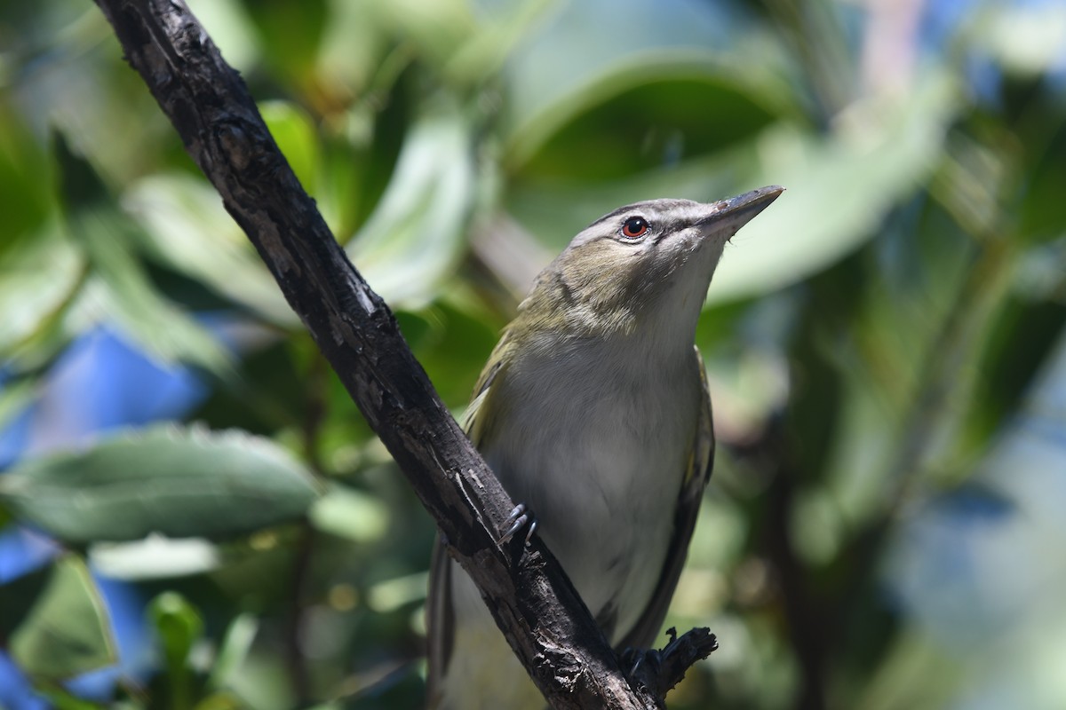 Kızıl Gözlü Vireo - ML151781141