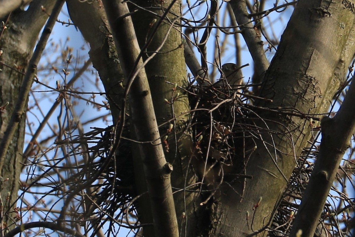 Cooper's Hawk - ML151781271