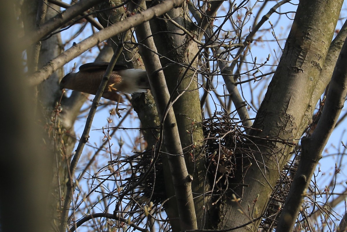 Cooper's Hawk - ML151781301