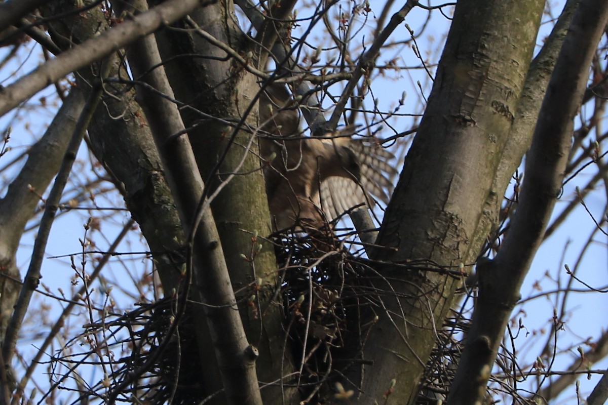 Cooper's Hawk - ML151781321