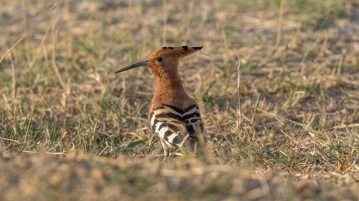 Eurasian Hoopoe - ML151781351