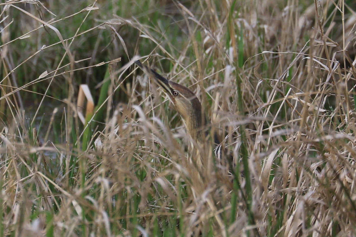 Schwarzbart-Rohrdommel - ML151781381