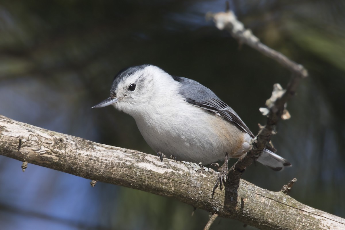 White-breasted Nuthatch - pierre martin