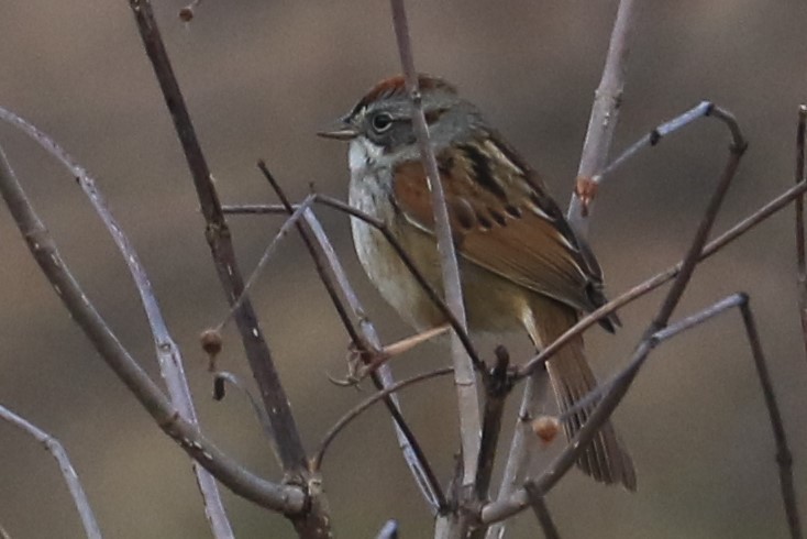 Swamp Sparrow - ML151781631
