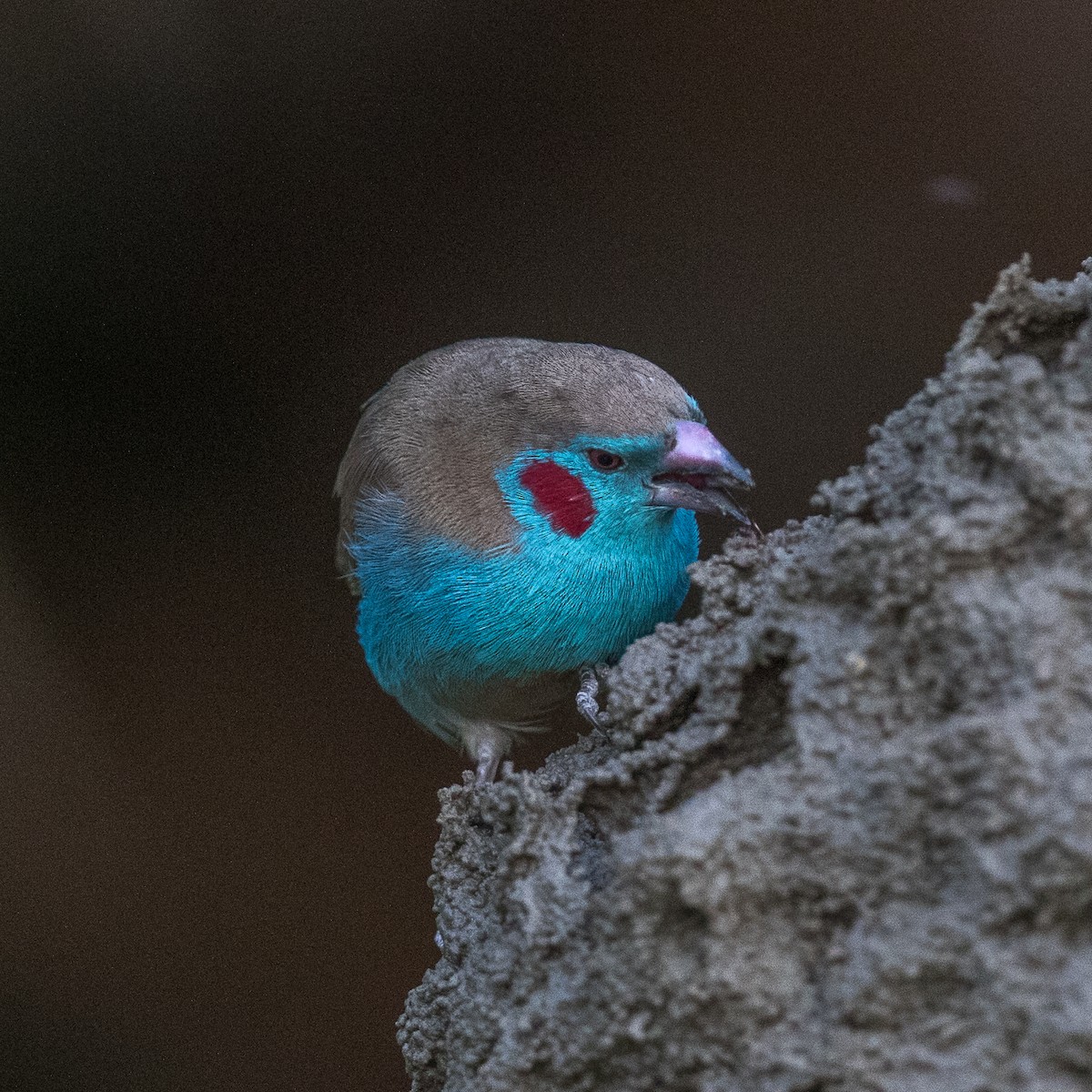 Red-cheeked Cordonbleu - ML151781651