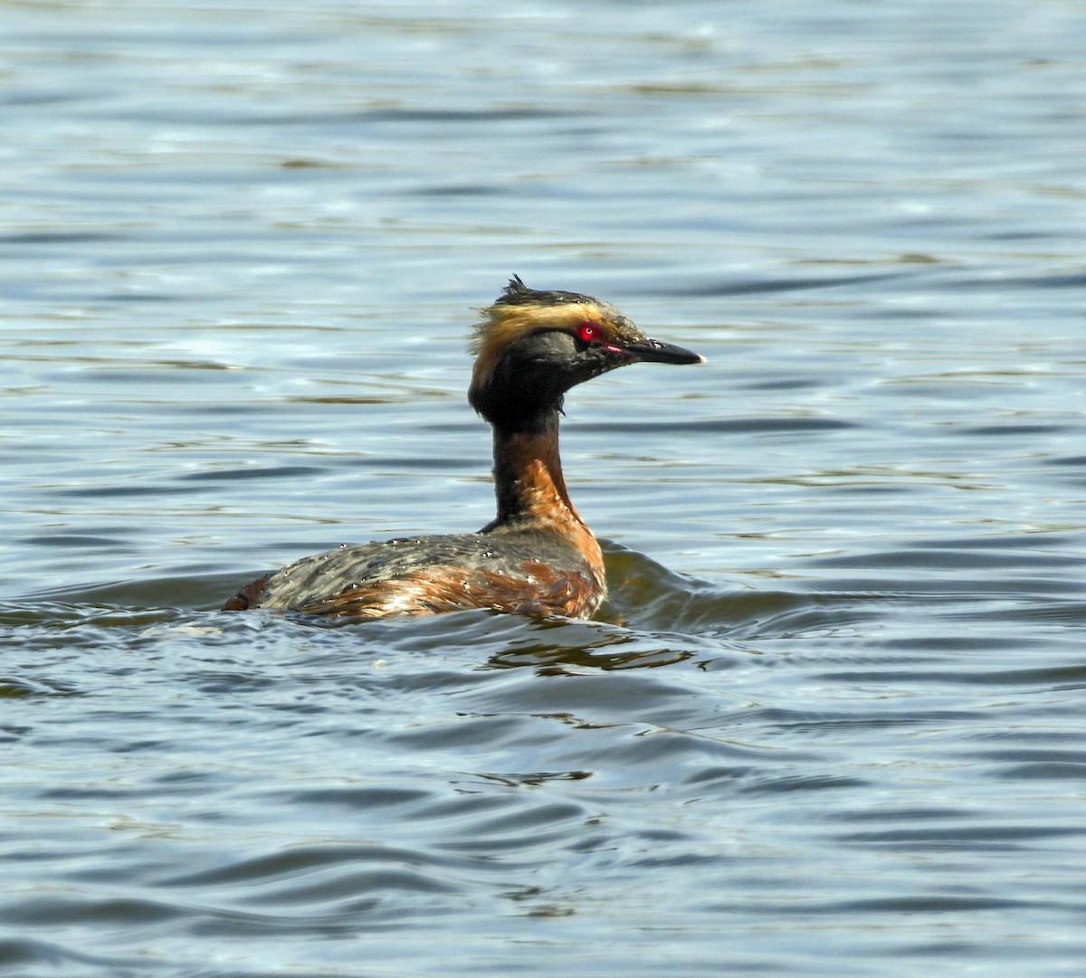 Horned Grebe - ML151782091