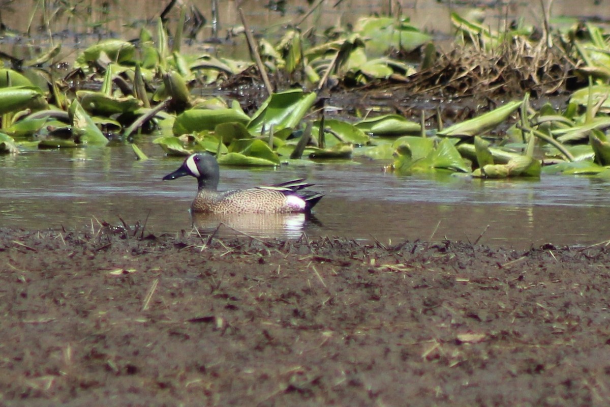 Blue-winged Teal - ML151782551