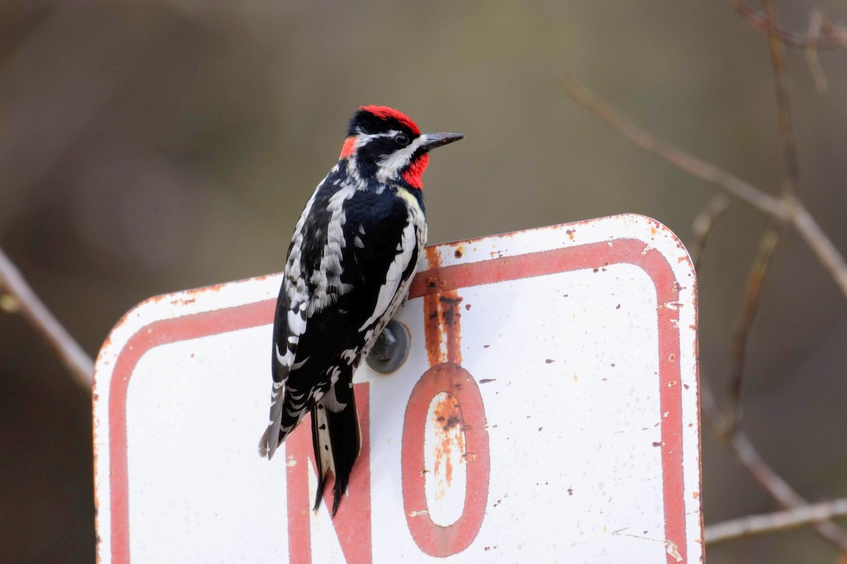 Red-naped Sapsucker - ML151782821