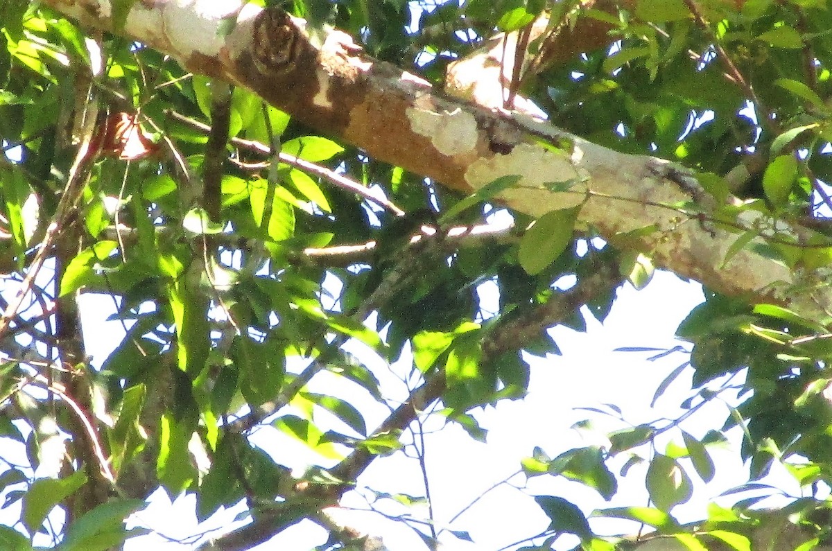 Red-throated Barbet - ML151782901