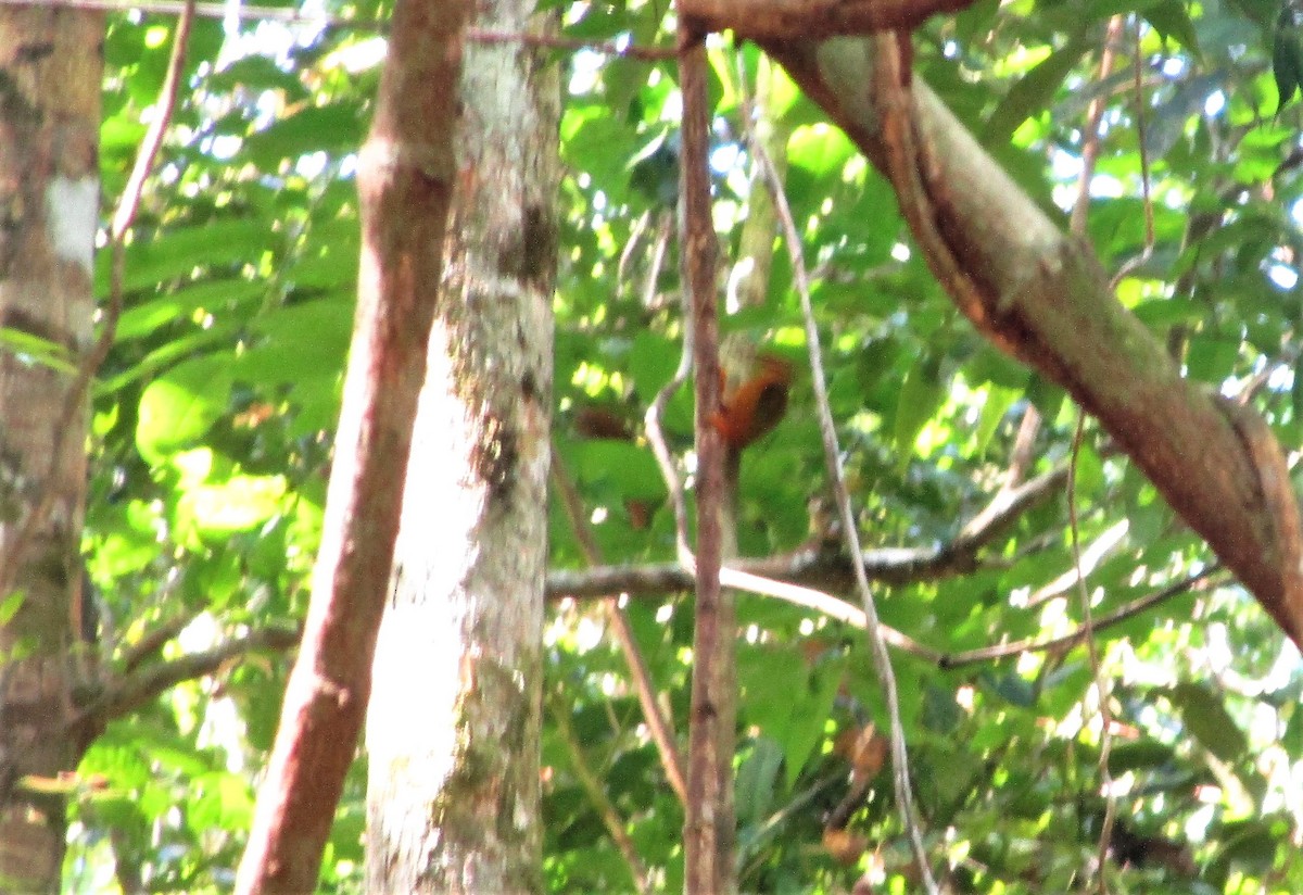 Rufous Piculet - ML151783081