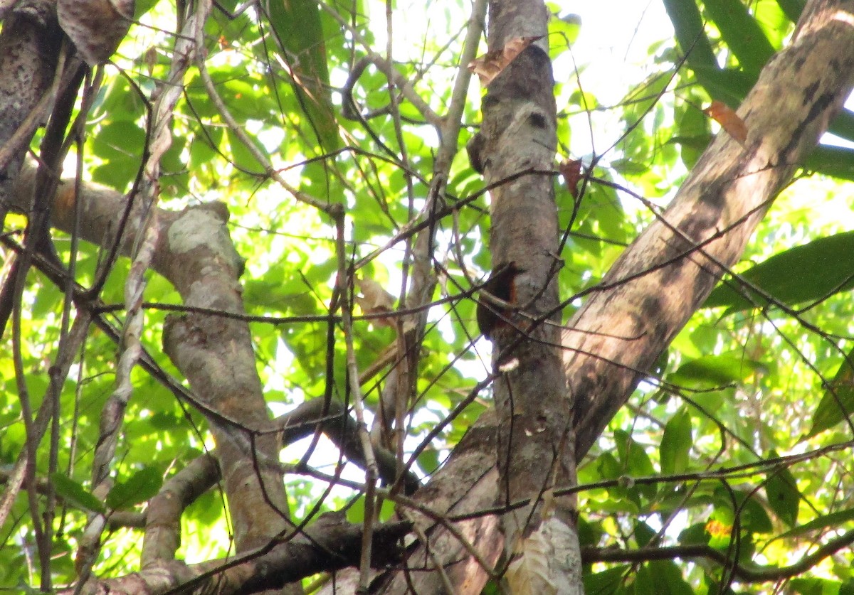 Rufous Piculet - ML151783091