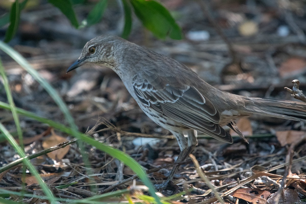 Bahama Mockingbird - ML151783491
