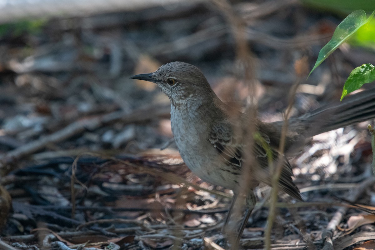 Bahama Mockingbird - ML151783511