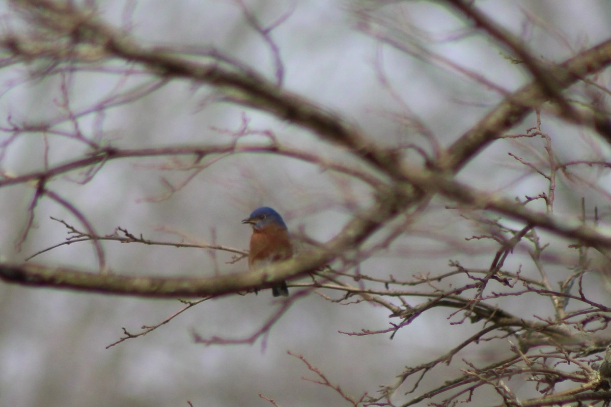 Eastern Bluebird - ML151783561