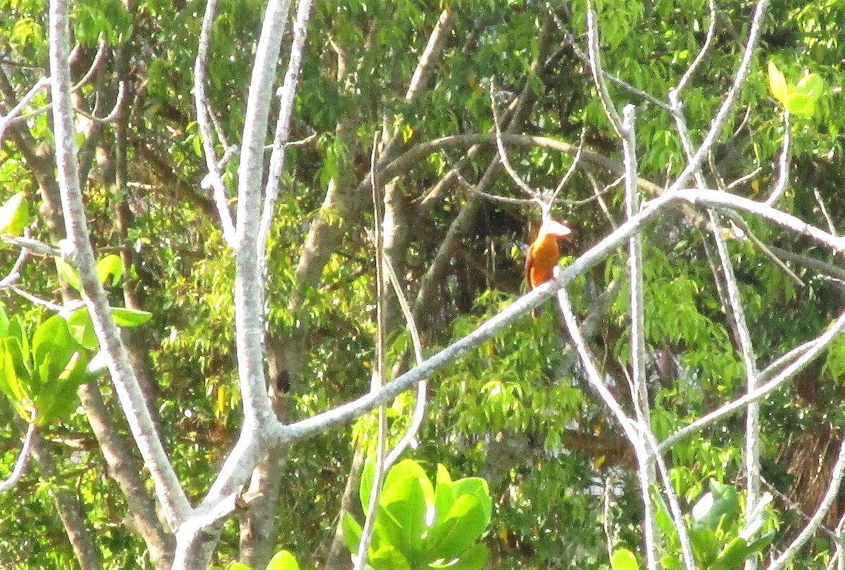 Brown-winged Kingfisher - ML151783641