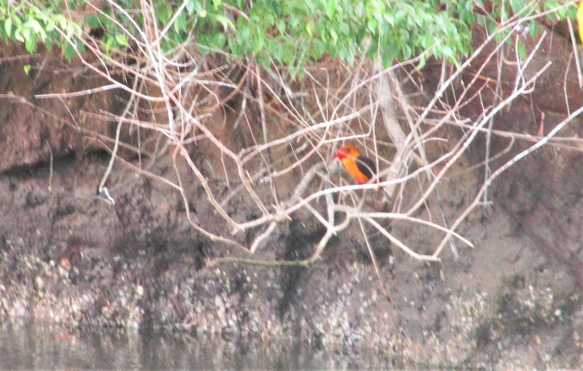 Brown-winged Kingfisher - ML151783651