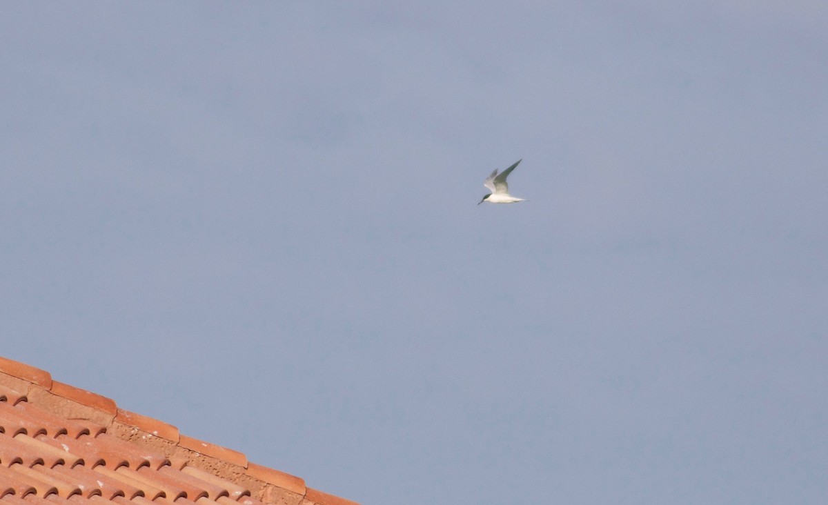 Roseate Tern - ML151783931