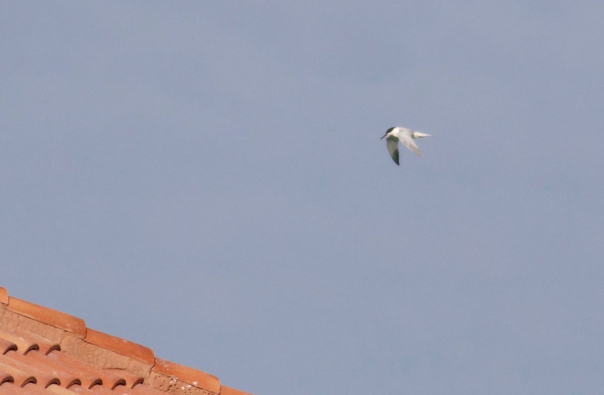 Roseate Tern - ML151783941