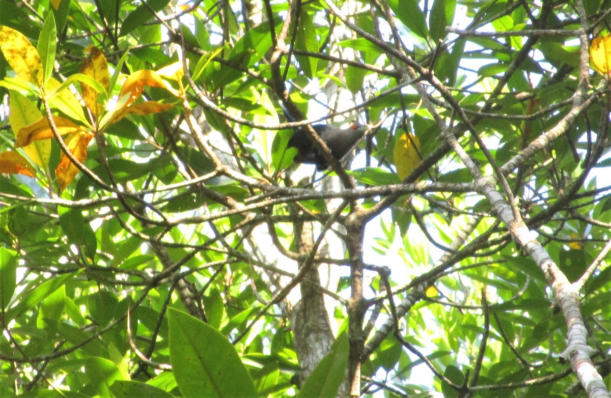 Chestnut-bellied Malkoha - ML151784171