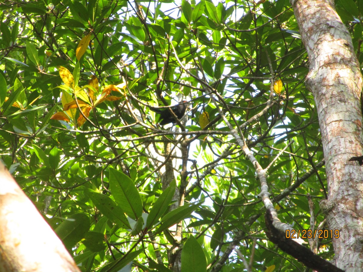 Chestnut-bellied Malkoha - ML151784211