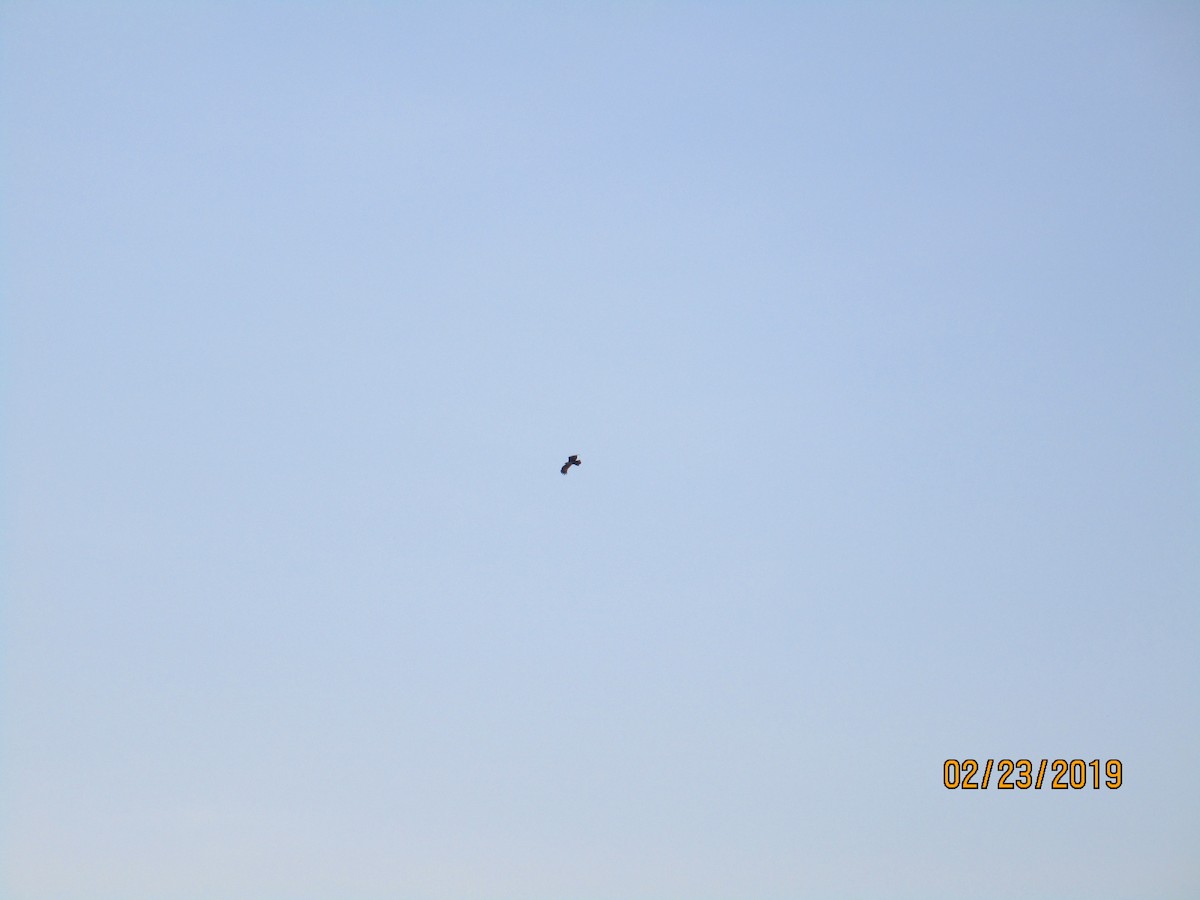 Brahminy Kite - ML151784351