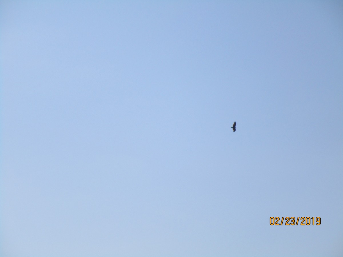 Brahminy Kite - ML151784361