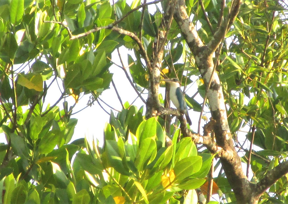 Collared Kingfisher - ML151784681