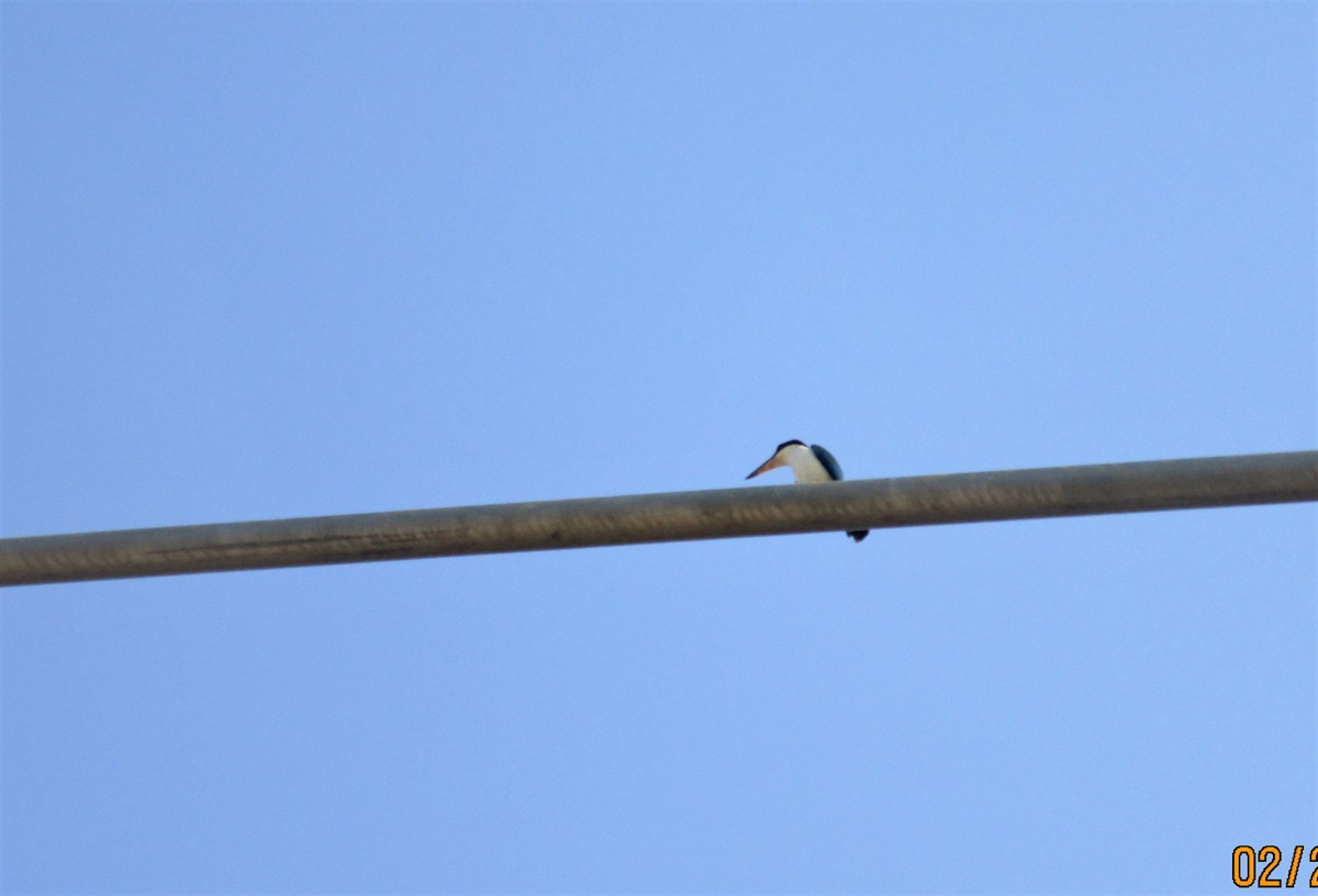 Collared Kingfisher - ML151784721