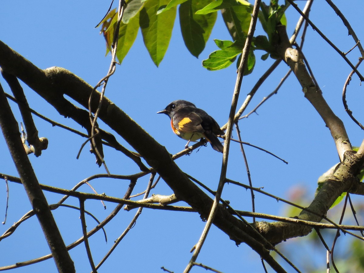American Redstart - ML151785041