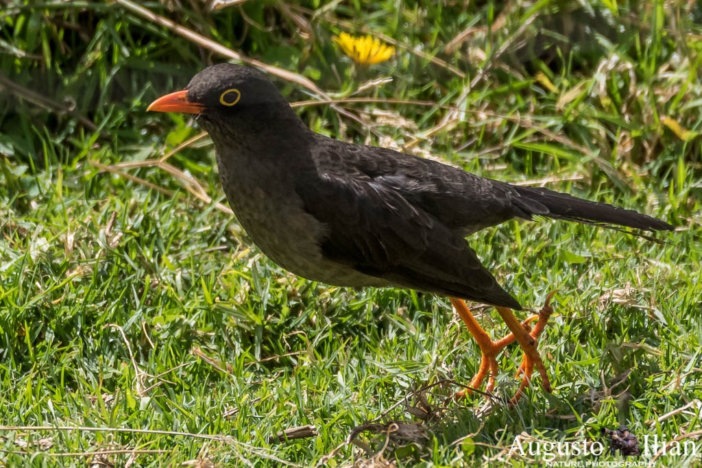 Great Thrush - Augusto Ilian