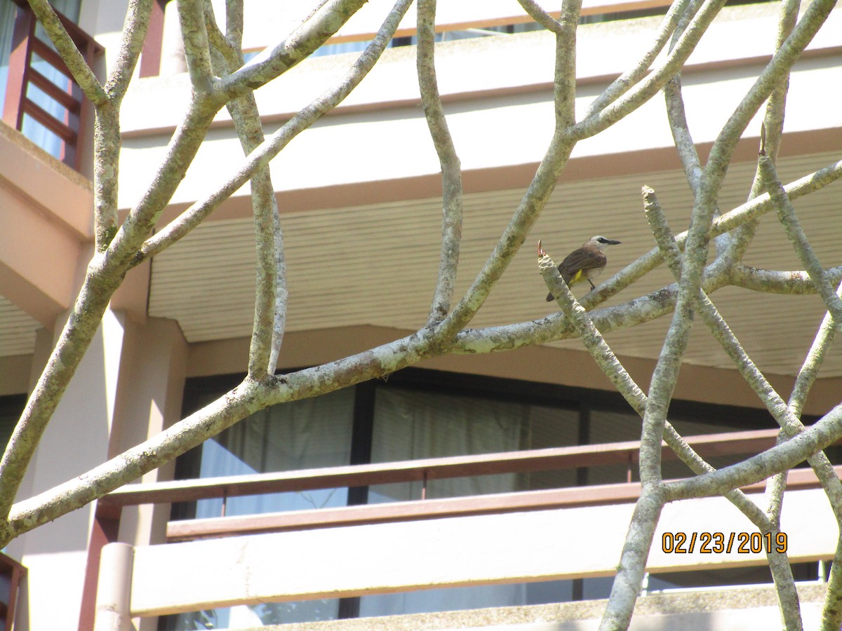 Yellow-vented Bulbul - ML151785251