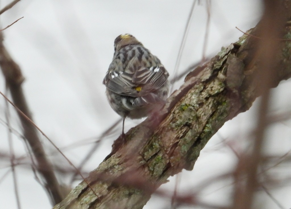 Yellow-rumped Warbler (Myrtle) - Cindy  Ward