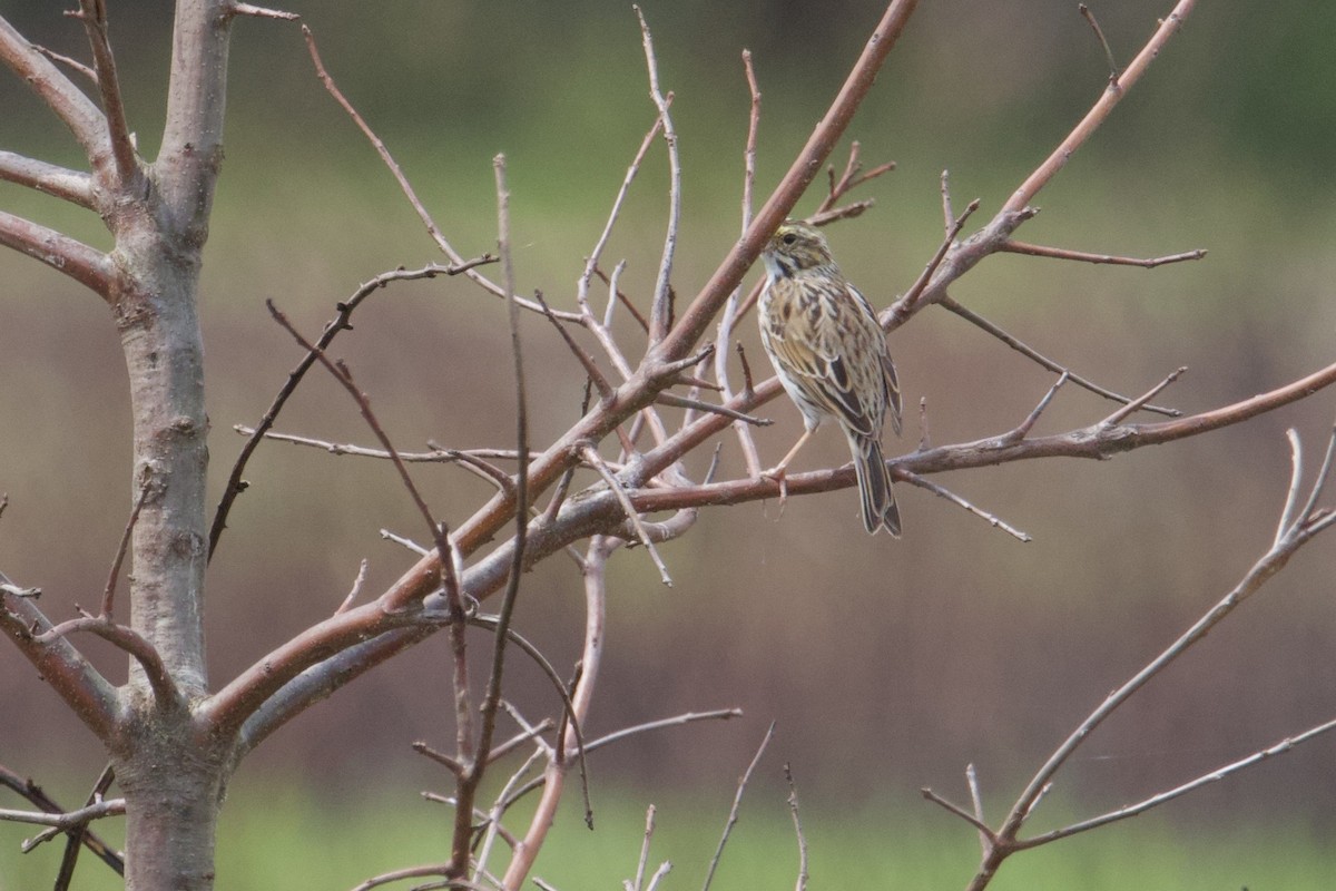 Savannah Sparrow - Ruth Wittersgreen