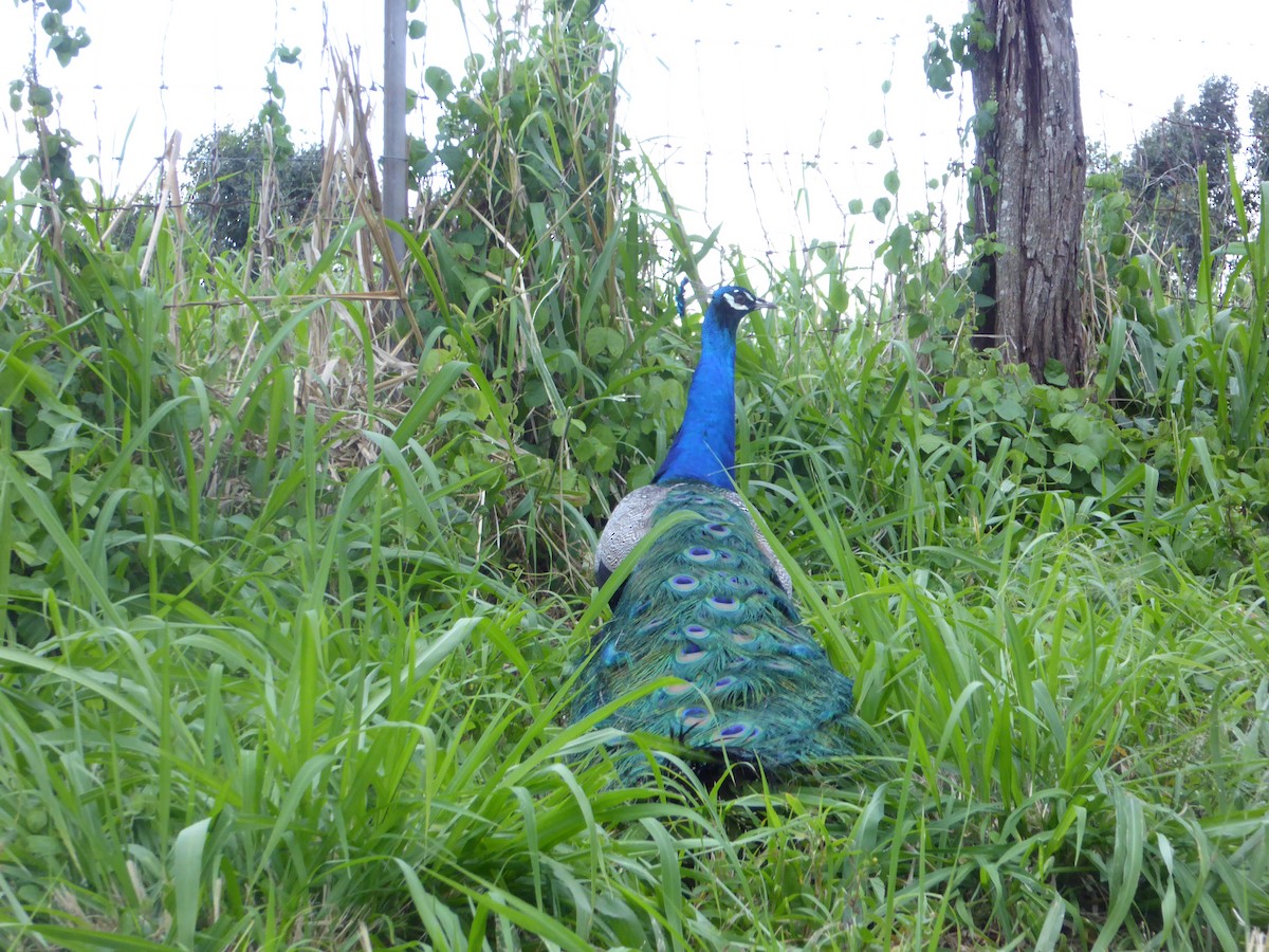 Indian Peafowl - ML151786481