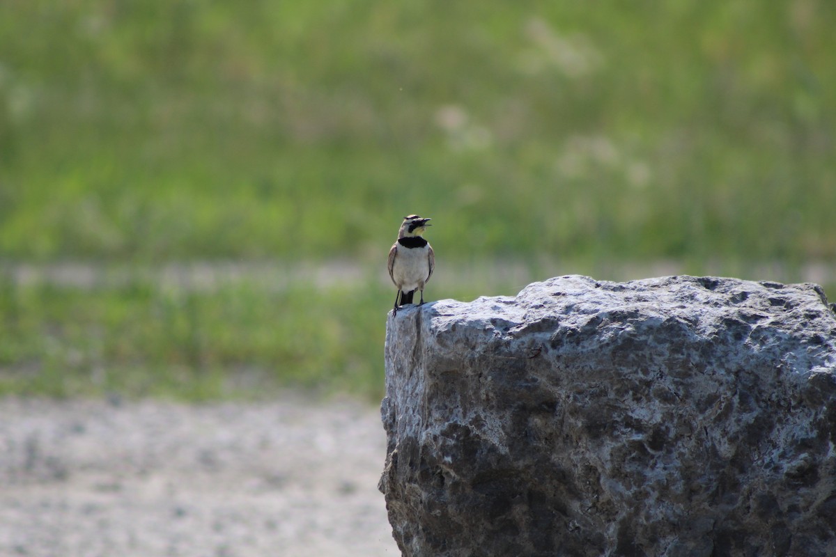 Horned Lark - ML151787551