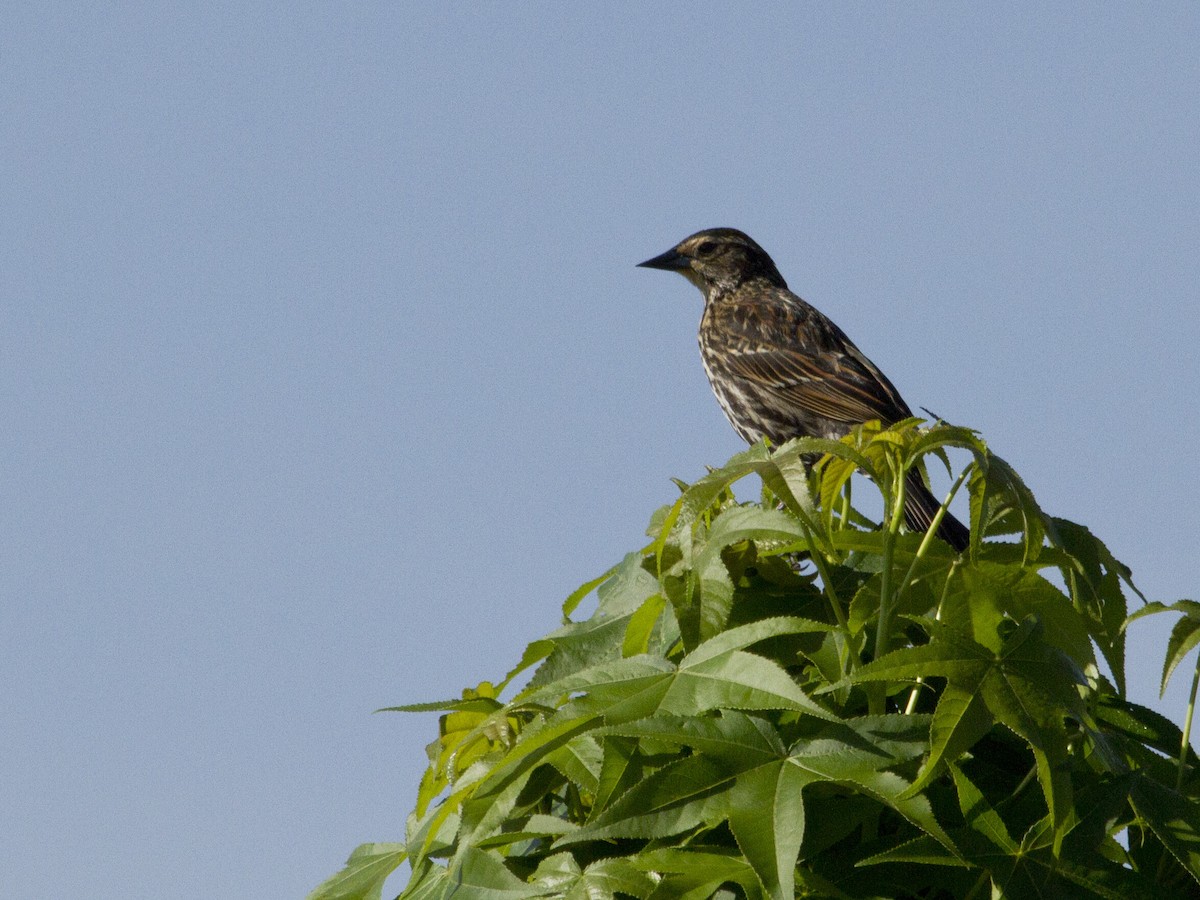 Red-winged Blackbird - ML151788191