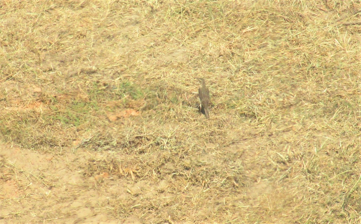 Paddyfield Pipit - ML151788231