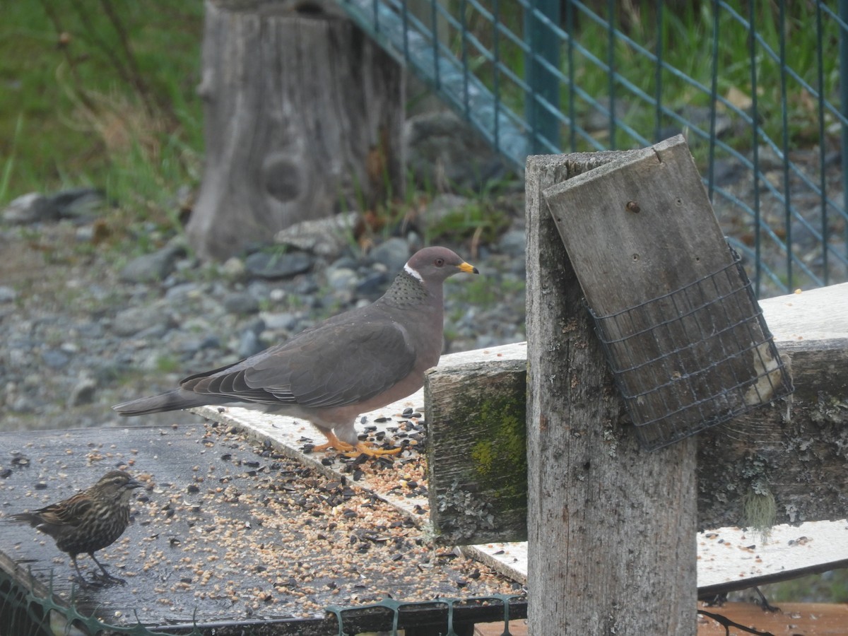 Pigeon à queue barrée - ML151789071