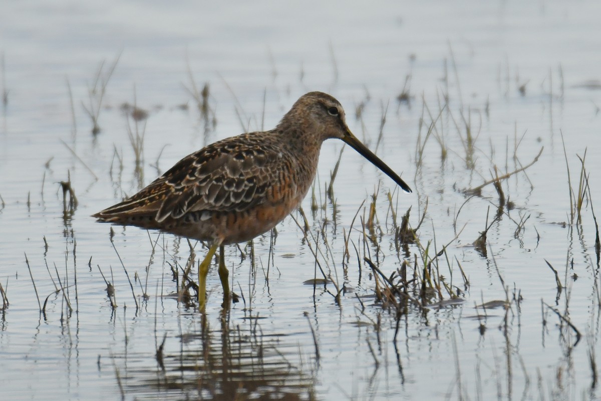 Long-billed Dowitcher - ML151789391